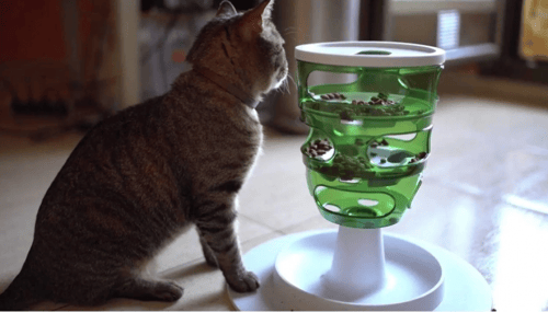 كات-إت لعبة مأكلية الذكاء