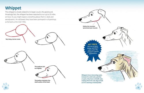 How to Draw Dogs & Cats