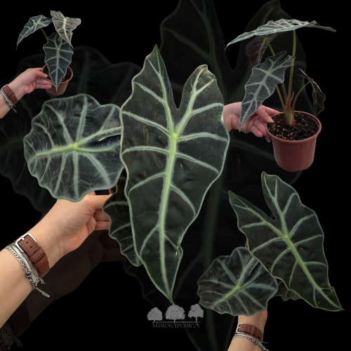 ألوكاسيا أمازونيكا ‘بولي’ – Alocasia amazonica ‘Po...