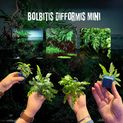 Bolbitis Difformis Mini | بولبيتس ديفورميس ميني