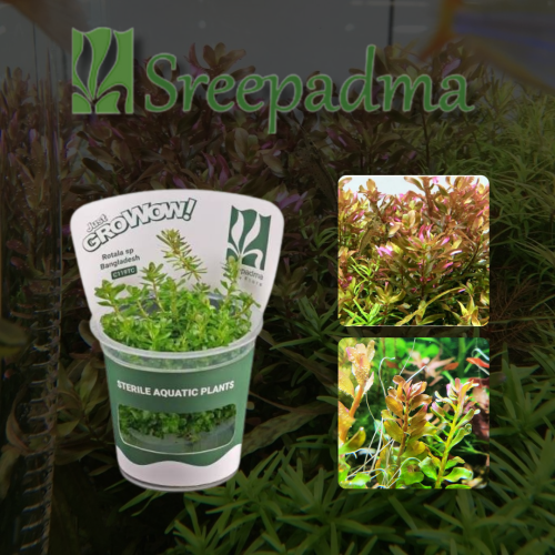 Rotala macrandra Bangladesh TC Cup