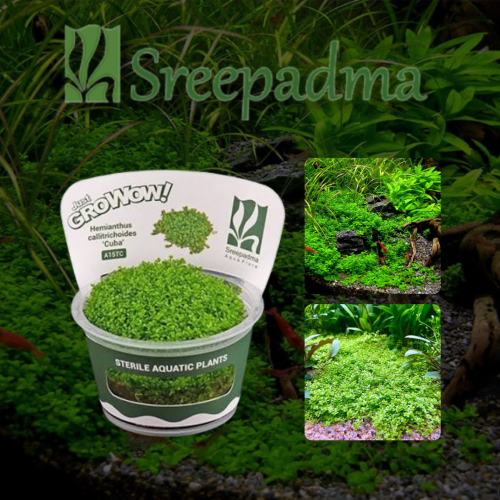 Hemianthus callitrichoides Cuba TC Cup