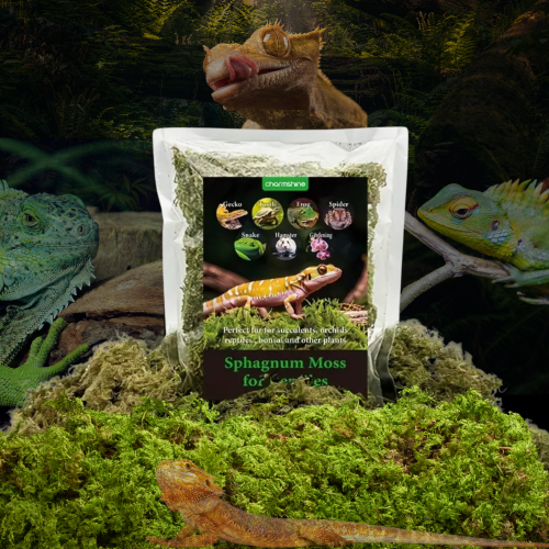 الطحالب الطبيعية الممتازة (سباغنوم موس) – مثالية ل...