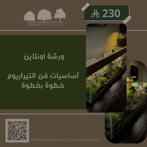 ورشة: أساسيات فن التيراريوم خطوة بخطوة