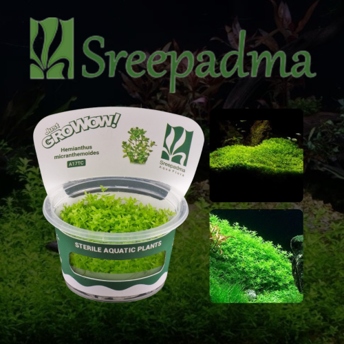 Hemianthus micranthemoides