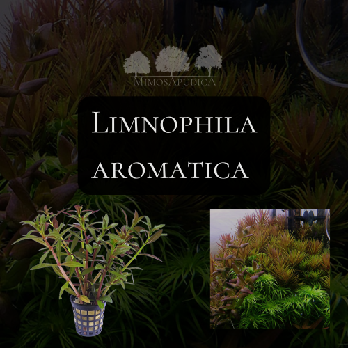 Limnophila aromatica (hippuridoides)