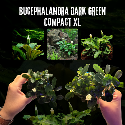 Bucephalandra Dark Green Compact XL