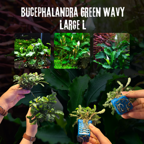 Bucephalandra Green Wavy Large L