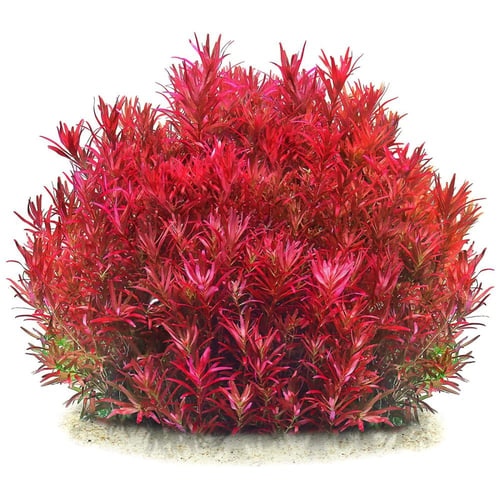 Rotala rotundifolia Blood red var SG TC Cup