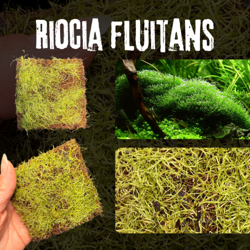 Riccia Fluitans Mat | ريشيا فلويتانس مات