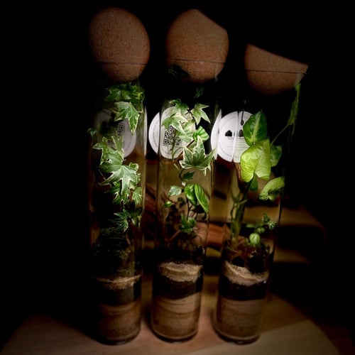 Terrarium 13