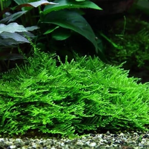 Taxiphyllum sp. 'Spiky Moss'