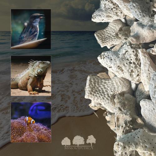 مرجان طبيعي – توازن pH، مصدر كالسيوم، وفلترة بيولو...