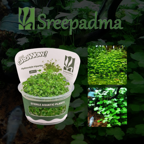 Hydrocotyle tripartita TC Cup