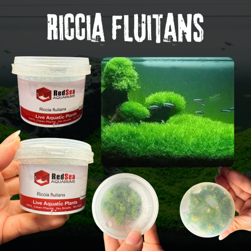Riccia fluitans | ريشيا فلويتانس