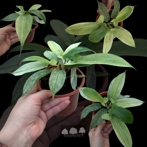فيلوديندرون فلوريدا بيوتي فارقيتا – Philodendron F...