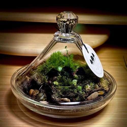 Live terrarium 12