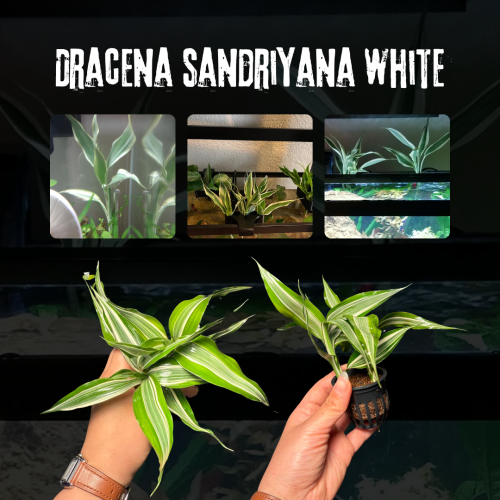 Dracaena sanderiana ‘White’ | دراسينا ساندريانا وا...