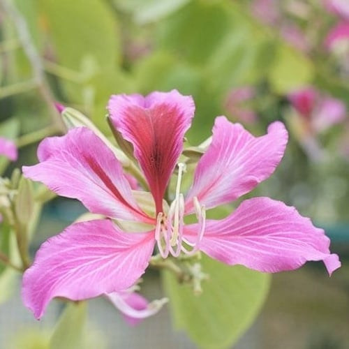 للطيور الطنانهBauhinia variegata