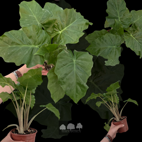 ألوكاسيا بورتودورا – Alocasia Portodora