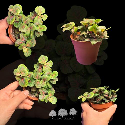 فيتونيا خضراء بعروق حمراء – Fittonia Albivenis ‘Re...