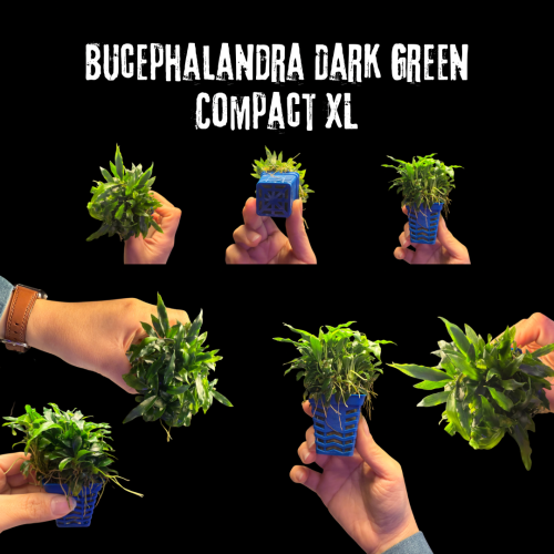 أوراق خفيفة وناعمة Bucephalandra Green Needle Comp...