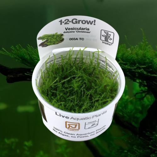 Vesicularia dubyana Christ mas 1-2-Grow!