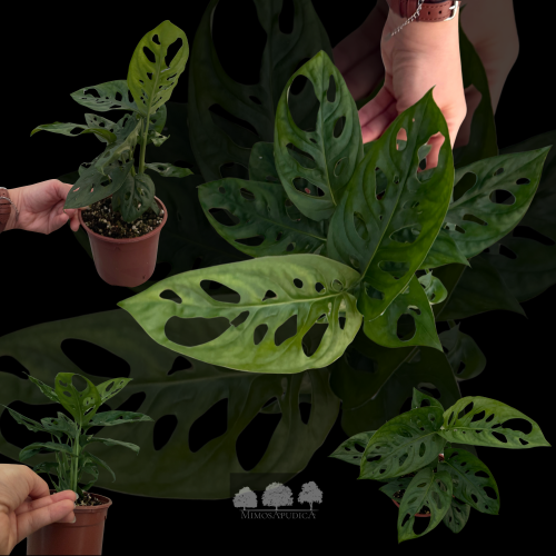مونستيرا أدانسوني – Monstera adansonii