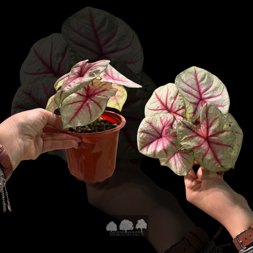 كالاديوم وايت بينك – Caladium White Pink