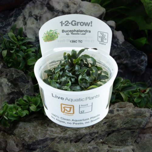Bucephalandra sp. 'Needle Leaf'