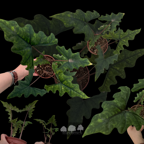 ألوكاسيا جاكلاين – Alocasia Jacklyn