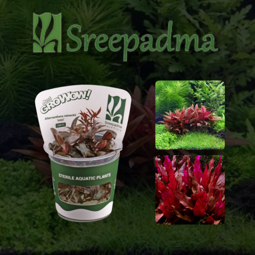 Alternanthera reineckii Rosanervig TC Cup