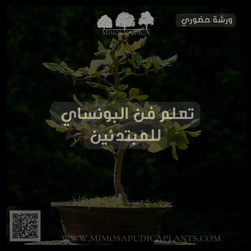 ورشة تعلم فن البونساي ( للمبتدئين )