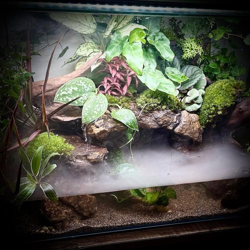 بلوداريوم ‏P001