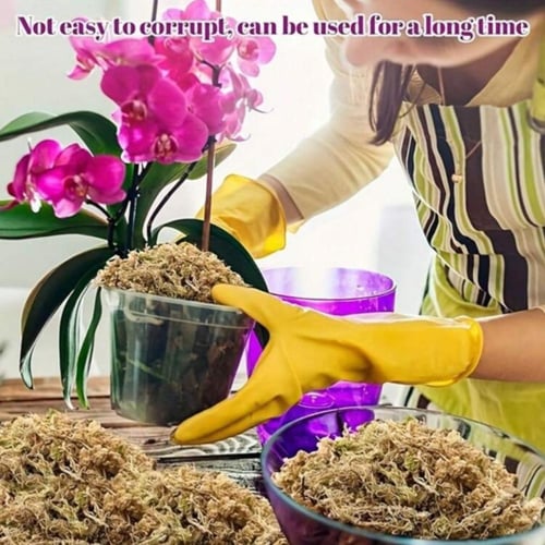 طحلب سفاجنوم موس 12g الأصلي – جودة عالية 100%