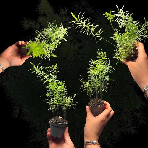 سرخس الإسبرجس الخشن الصغير – Mini Asparagus densif...