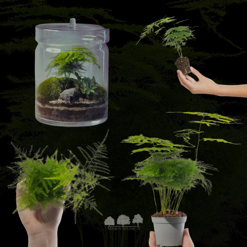 Asparagus plumosus mini – نبتة الأسبارغس الزينة ال...