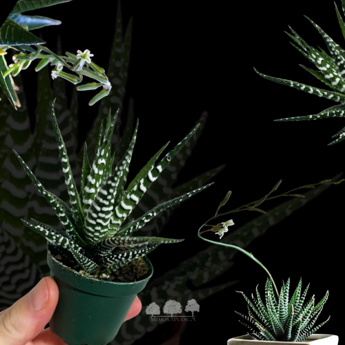 Haworthia fasciata (Wild Zebra) – نبتة الحمار الوح...