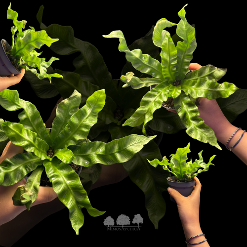 سرخس عش الطائر المموج – Wave Bird’s Nest Fern