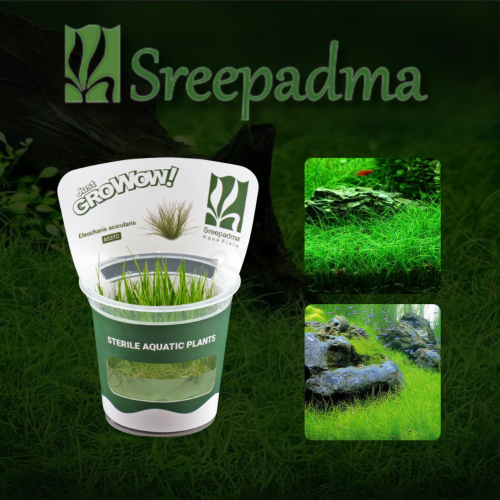Eleocharis acicularis TC Cup