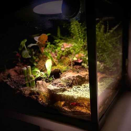 بلوداريوم paludarium