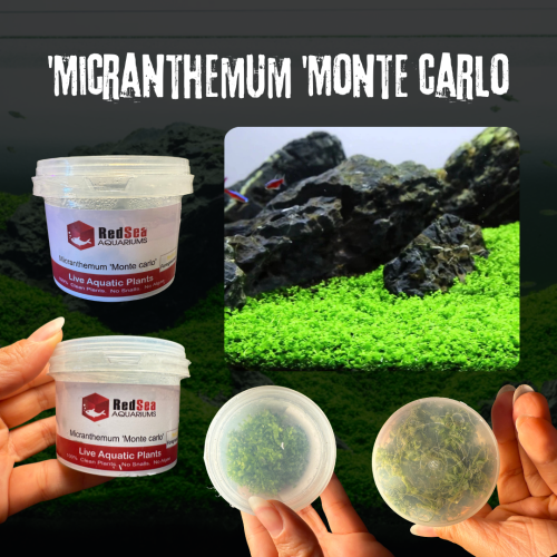 Micranthemum ‘Monte Carlo’ | مونت كارلو