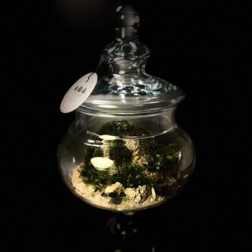 Live terrarium 3