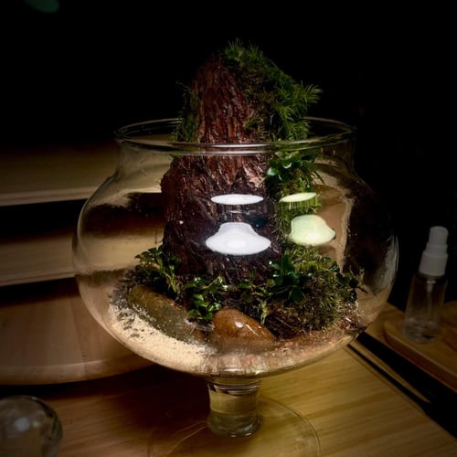 Live terrarium 11