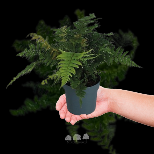 درايوبتيريس (HRP) – سرخس الغابات الظليلة