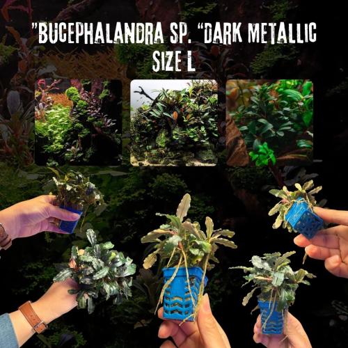 Bucephalandra sp. “Dark Metallic” – حجم كبير L
