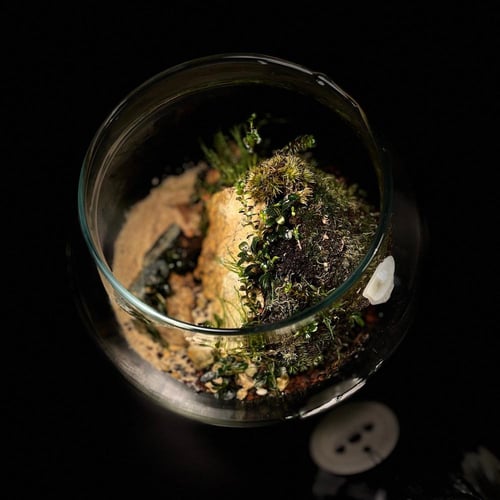 Live terrarium 2