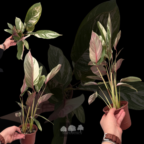 سترومانثي ترايوستار – Stromanthe Triostar