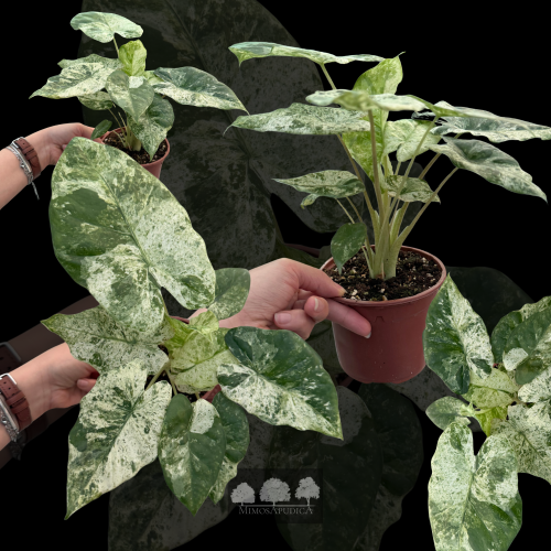سينغونيوم ألبو فارقيتا – Syngonium Albo Variegata