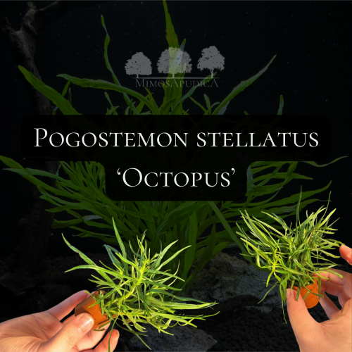 Pogostemon stellatus Octopus